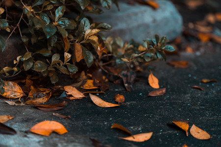 秋天树叶落叶摄影照片_枯黄落叶摄影图