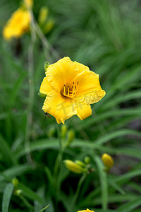 自然花卉植物黄色萱草摄影图配图