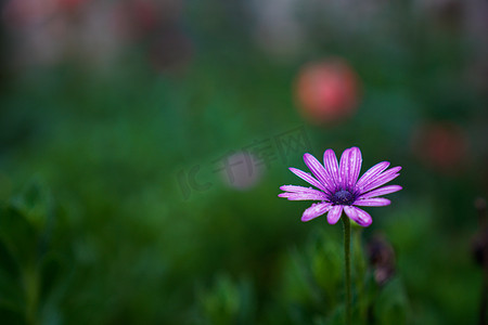 下雨中下午紫色小花花园摄影摄影图配图