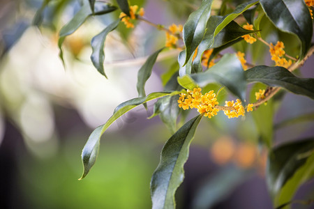 秋天桂花摄影照片_桂花枝条和叶子摄影图