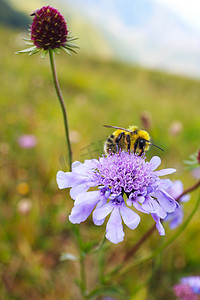 采蜜蜜蜂花朵摄影图