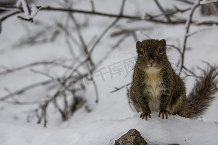 雪景松鼠摄影图