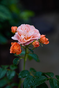 雨中下午玫瑰花群室外花园摄影摄影图配图