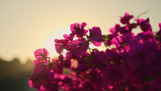 夕阳穿过紫色花朵唯美自然风景