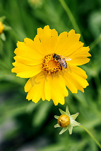 昆虫百科摄影照片_花圃黄色金鸡菊昆虫采花蜜摄影图配图