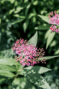 自然风景森林植被粉色小花摄影图配图