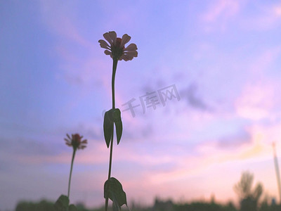 紫色文艺清新摄影照片_夕阳下盛开的花朵