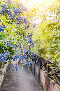 小路摄影照片_小巷花朵摄影图