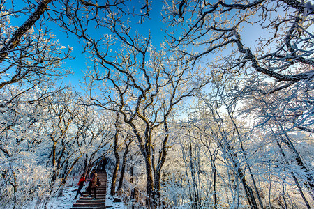 雾凇雪景摄影照片_冬天雾凇摄影图