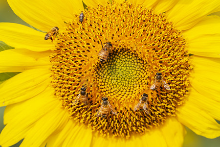 花蕾摄影照片_向日葵和蜜蜂摄影图