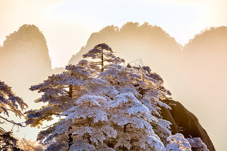 松树水印摄影照片_阳光松树和白雪摄影图