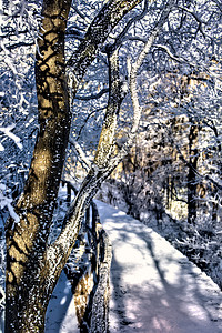 树木道路和白雪摄影图