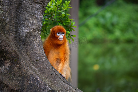 小猴子跳绳摄影照片_躲在树后面金丝猴摄影图