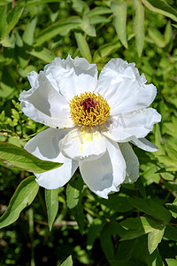 花园植物白色牡丹花花圃摄影图配图