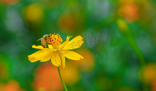 夏天昆虫摄影照片_夏天下午蜜蜂采蜜公园摄影摄影图配图
