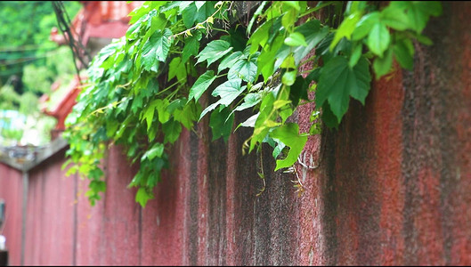红墙上的绿色植物爬山虎