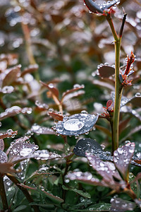 夏至雨后风景植物雨水摄影图配图