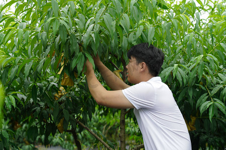 果农摄影照片_夏天下午果农采摘桃室外农场摄影摄影图配图