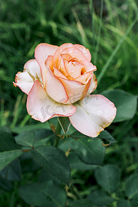 花园花卉植物粉色月季摄影图配图