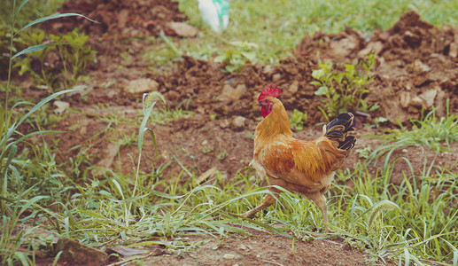 农场鸡摄影照片_田园下午散养家禽鸡农场摄影摄影图配图