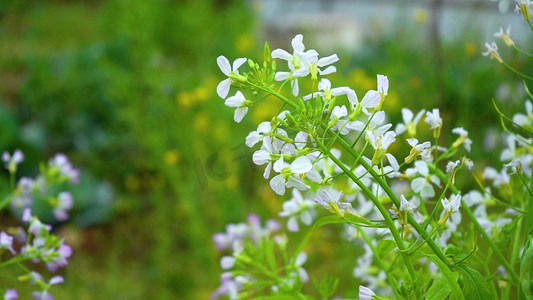 花朵白色摄影照片_高清唯美春天白色花朵随风飘荡风景