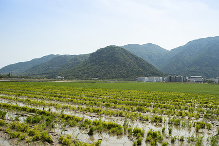 农村的田地下午田地农村无摄影图配图