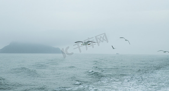 海面上的海鸥下午海鸥海上无摄影图配图