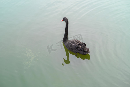 鹅展翅摄影照片_湖中的一只鹅下午鹅湖水无摄影图配图