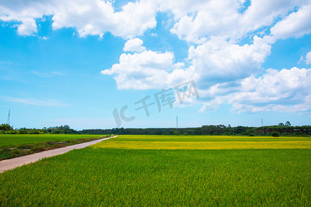 风景夏天稻田户外生长摄影图配图