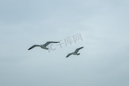 两只海鸥下午海鸥天空无摄影图配图