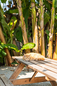 午后懒猫下午猫室外睡摄影图配图