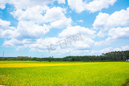 水稻丰收摄影照片_风景夏天蓝天水稻户外无摄影图配图