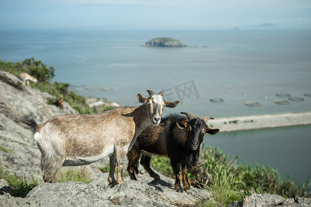 小羊摄影照片_岛上的山羊下午羊海岛无摄影图配图