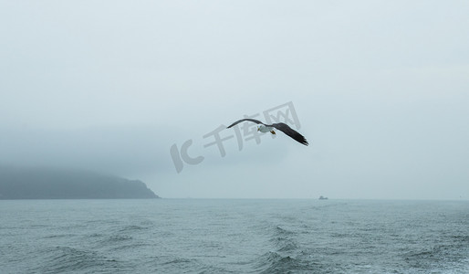 大海波浪海鸥摄影照片_海面上的海鸥下午海鸥海洋无摄影图配图