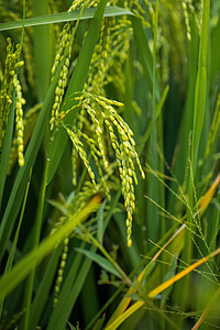人文景观夏天水稻稻田成熟摄影图配图