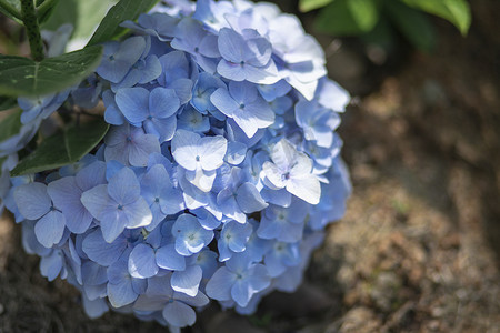 蓝色绣球花下午花朵公园无摄影图配图