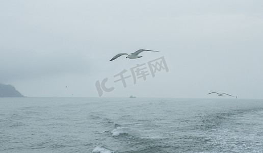 大海波浪海鸥摄影照片_海上飞行的海鸥下午海鸥海洋无摄影图配图