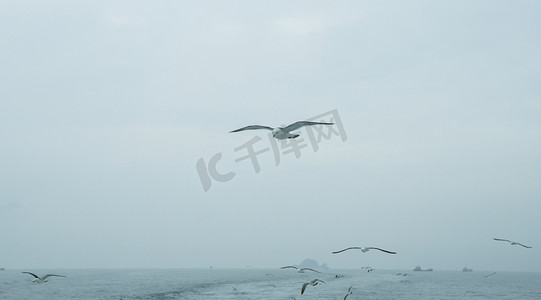 飞行的海鸥下午海鸥大海无摄影图配图