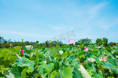 荷花banner摄影照片_荷花夏天荷花户外盛开摄影图配图