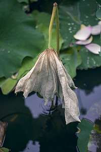 干枯的荷叶早上荷叶水塘无摄影图配图