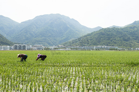 稻秧摄影照片_田里干活的人下午农民农村无摄影图配图