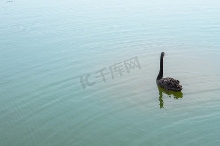 湖面上的鹅下午鹅湖面游摄影图配图