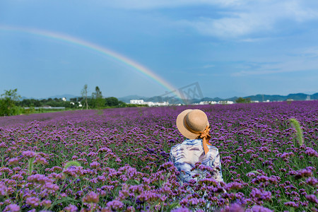 夏天马鞭草天空彩虹下午一个人背影户外看彩虹摄影图配图