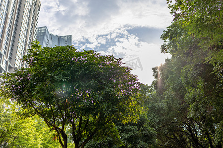 城市下午树木和高楼户外背景摄影图配图