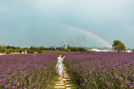 夏天马鞭草天空彩虹下午马鞭草彩虹户外背影看彩虹摄影图配图