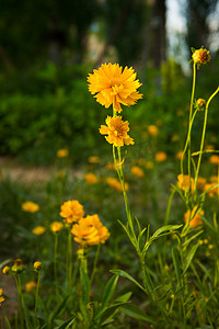 美丽的黄色雏菊摄影配图