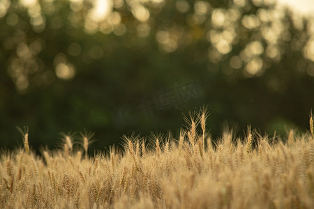 农田作物白天大片麦田田地成熟的麦子摄影图配图