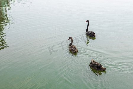 湖中的三只鹅下午鹅湖面游摄影图配图