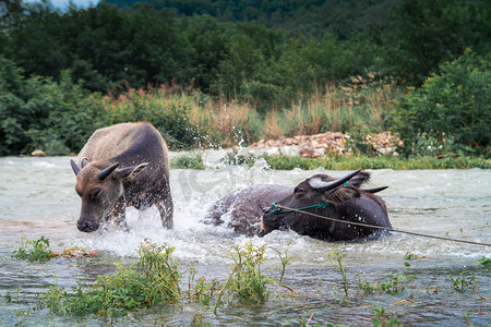 戏水的两只牛下午牛农村无摄影图配图