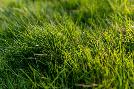 草地草坪绿植绿化背景摄影图配图